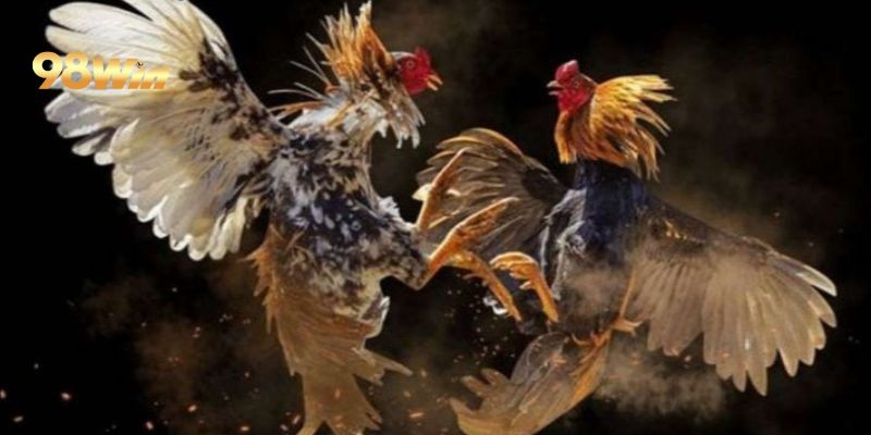 Gà đá cựa tròn cực đỉnh