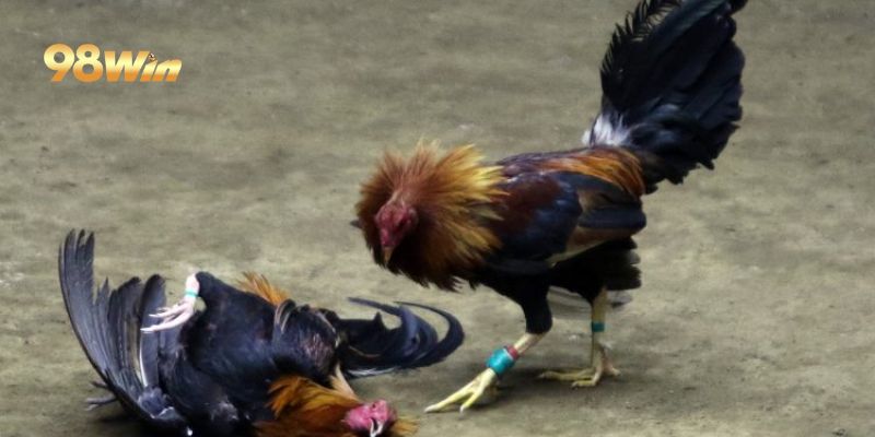 Các lợi ích của sảnh gà đá tại 98Win